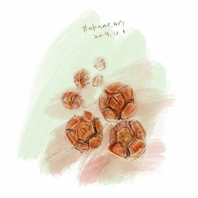 ヒノキの実のtwitterイラスト検索結果 ヒノキの実のtwitterイラスト検索結果