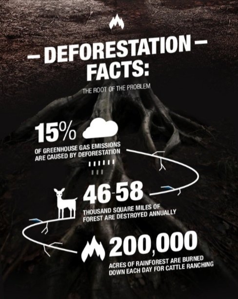 ODeforestation tweet picture