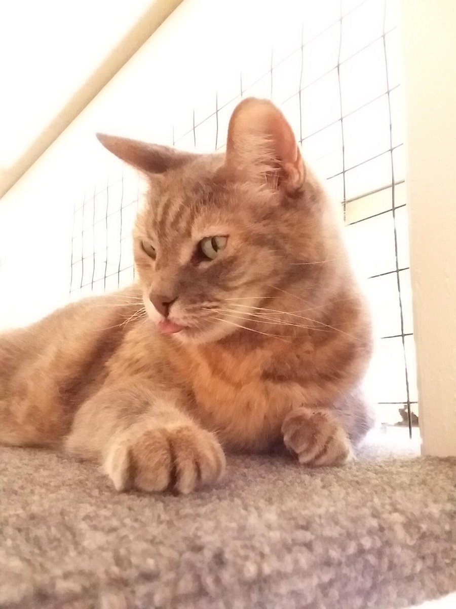 CatioGuy's tweet photo. Blissful #catio life! https://t.co/3eU1bOpDgL