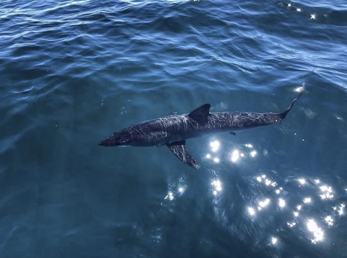 NakaweProject's tweet photo. Remember, these regulations are in place to help #protect these #ENDANGERED #sharks - their compliance and implementation are absolutely crucial to the continued #survival of mako sharks!
#abreakformakos #mako #sharkfishing #gameoverfishing #savemakosharks
Photo: @RegiDomingo https://t.co/Ooapz4ddEq