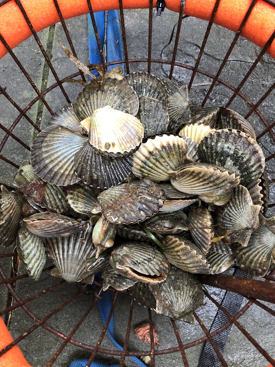 Cape Bay Scallops (from undisclosed location....)