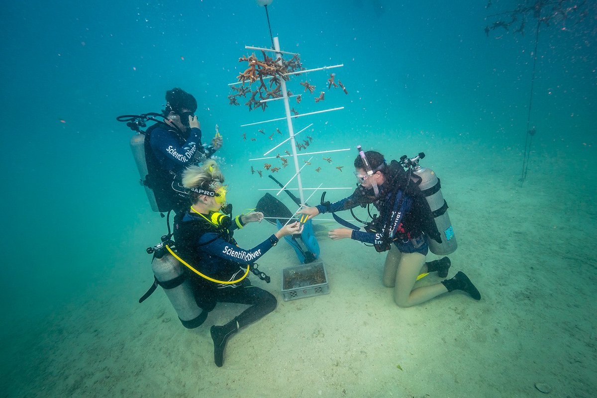 DavidDoubilet's tweet photo. @ScubanautsIntl #NextGen divers collaborate w/ @MoteMarineLab on coral restoration in Florida Reef Tract W/ @NatGeo #CoralStatusScienceSolutions #stakeholders #makingadifference https://t.co/ir8Ks3UZKz