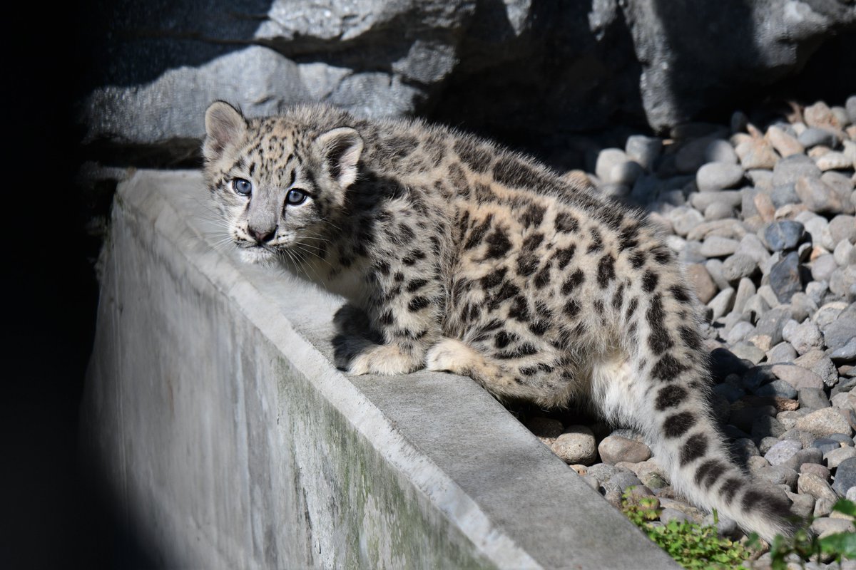 空白寺 旭山動物園の赤ちゃんユキヒョウがかわいい