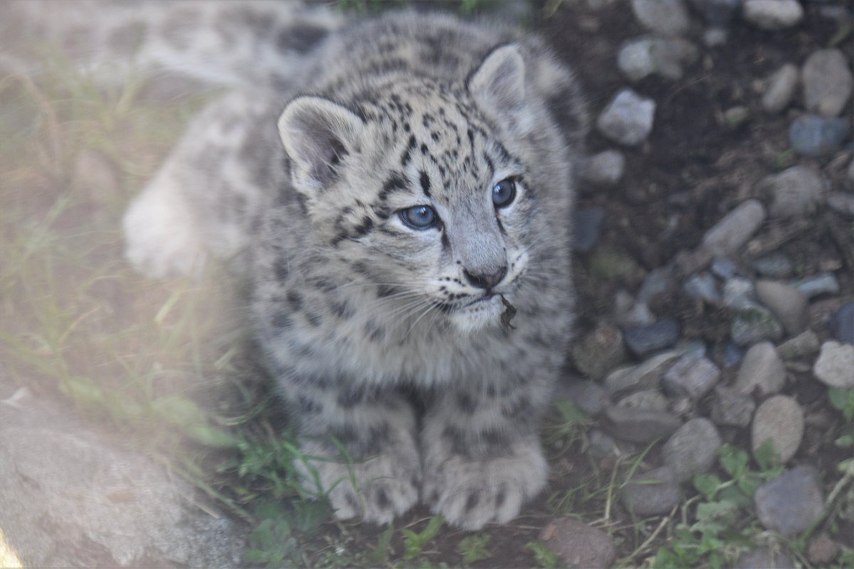 空白寺 旭山動物園の赤ちゃんユキヒョウがかわいい