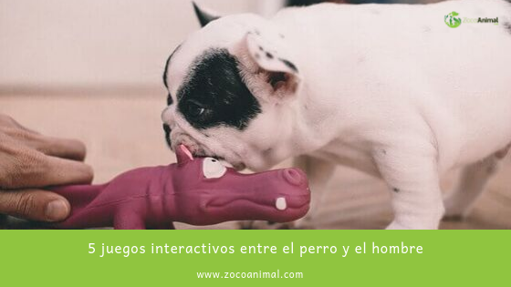 ZocoAnimal's tweet image. 5 juegos interactivos entre el perro y el hombre
ow.ly/gB6i30pDx0R

#juegos #mascotas #tiendaonline #perros