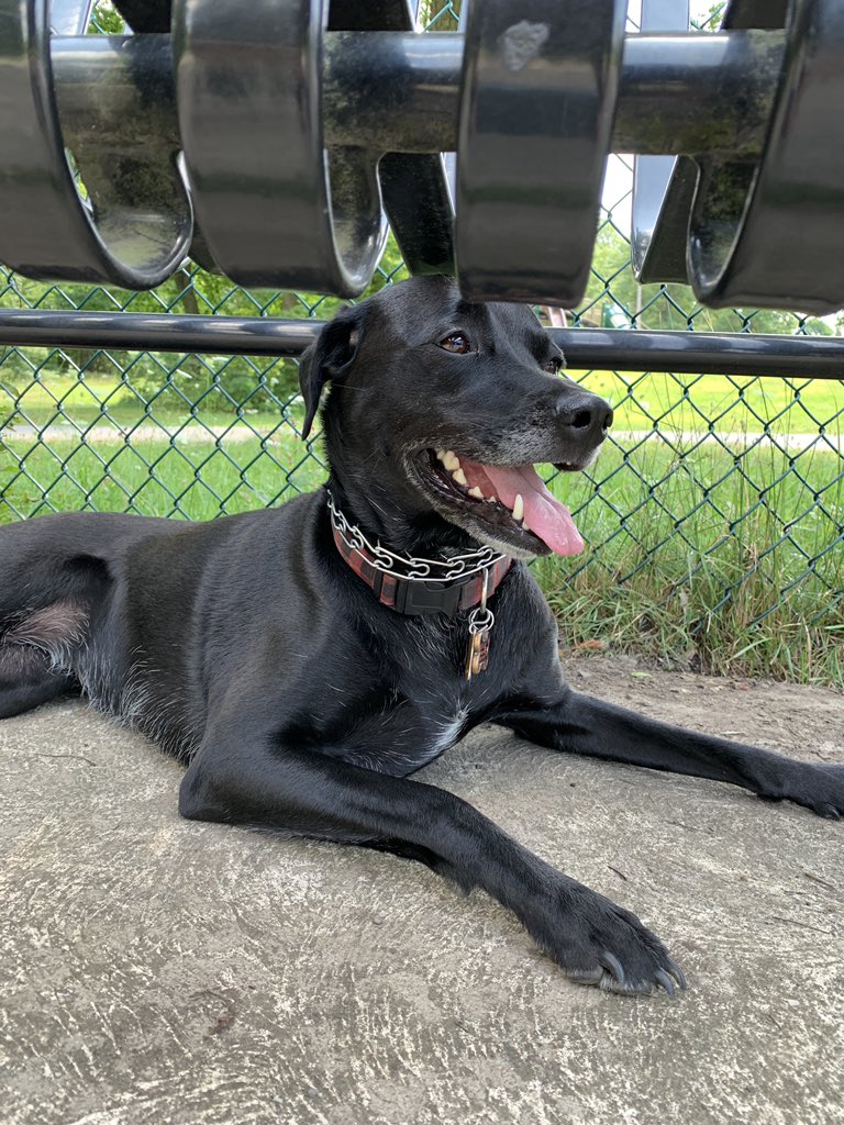 C_Joyce3183's tweet photo. It’s #NationalBlackDogDay! Black dogs have a harder time getting #adopted bc of preconceived notions that they’re mean or generic. Sometimes photos don’t show off their adorable features. I ♥️ my black dog! I think she’s stunning & 📸 well. #adoptdontshop #saveablackdog https://t.co/mcPimsqcaz