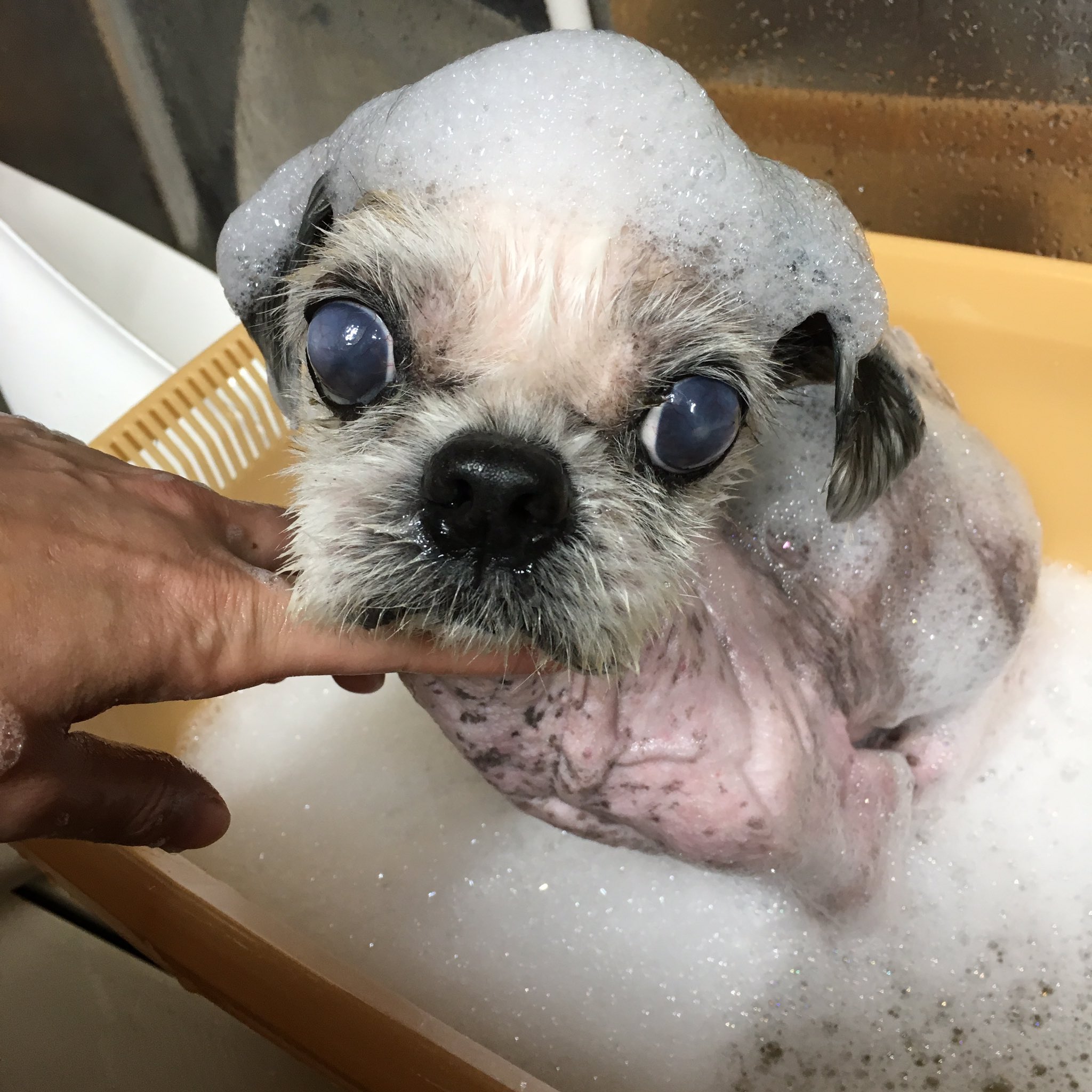 Twitter 上的 保護犬カフェ 立川店 泡シャン O 毛が抜け落ち 保護時は ベタベタ ギトギト ベロベロの皮膚でした ガリガリで骨が浮き出た体 あちこちにある腫瘤 中には破裂した形跡があるものも 筋肉もなく プルプル T Co Zs2l8udwy2