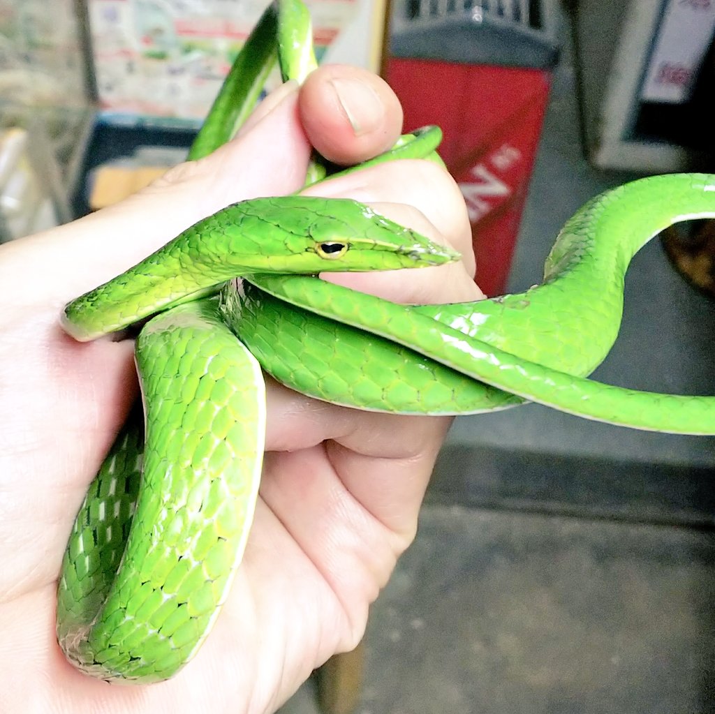 爬虫類 両生類専門店レプティリカス ハナナガムチヘビとオオアオムチヘビの比較 ハナナガムチヘビ オオアオムチヘビ 最近はベトナム便でハナナガムチヘビが入荷していましたが 今年になってオオアオムチヘビがインドネシア便で不定期ながら再び入荷
