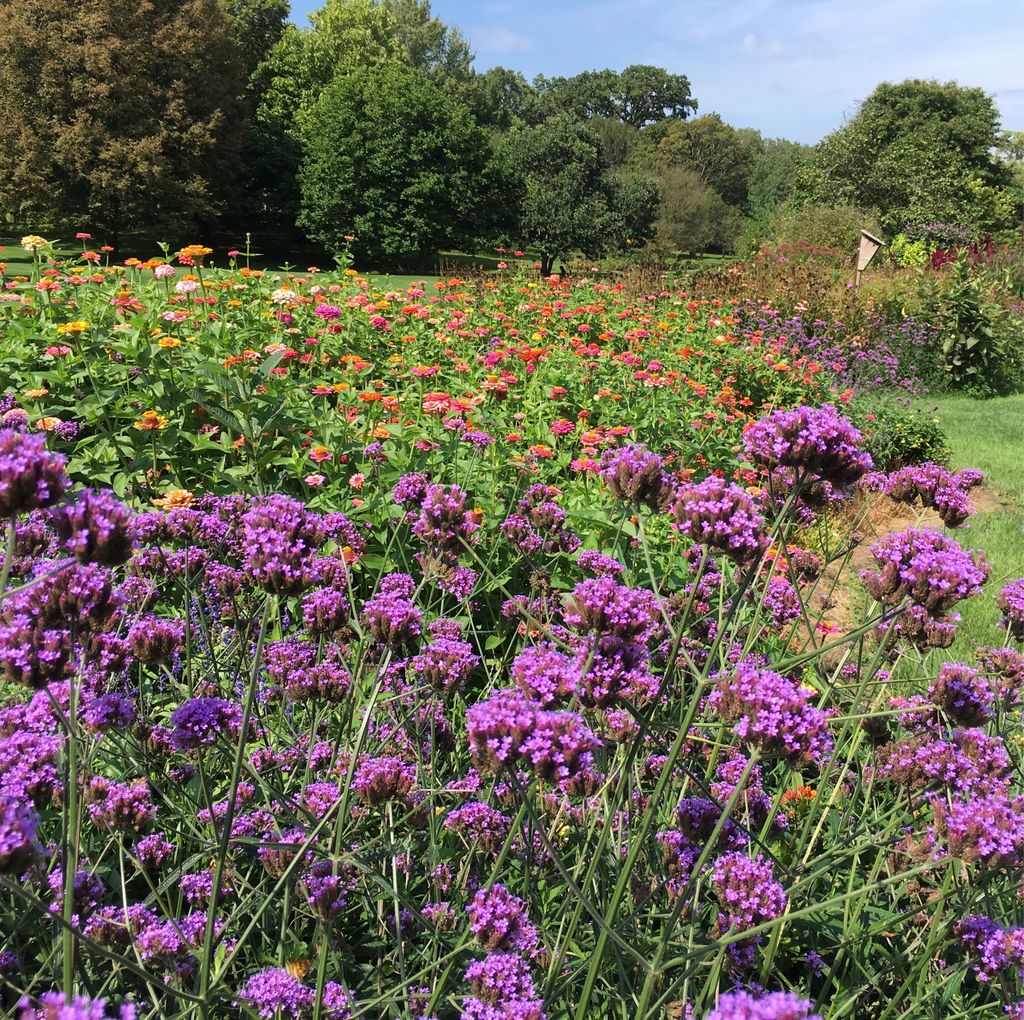 Zinnias looking fantastic in the Bickelhaupt Arboretum butterfly garden #clinton #iowa #gardens