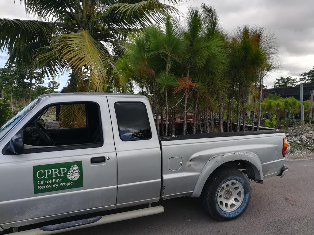 Moving Day 27 September 2019 Youth Day Caicos pines being moved to the Seed Orchard. @KewUKOTs <a href="/TCIG_Press/">TCIG Communications Directorate</a> #kewtci