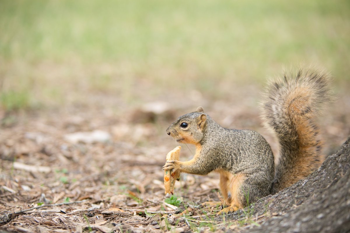 Oct. 1…too soon to start enjoying all the treats? #UHSquirrels #UHBauer #WhereAwesomeHappens