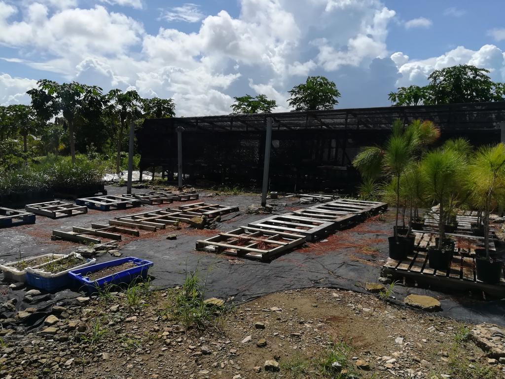 Caicos Pine Recovery Project Nursery looking empty after all but 14 trees moved to Seed Orchard, 10 more moved after photo #kewtci @KewUKOTs <a href="/TCIG_Press/">TCIG Communications Directorate</a>