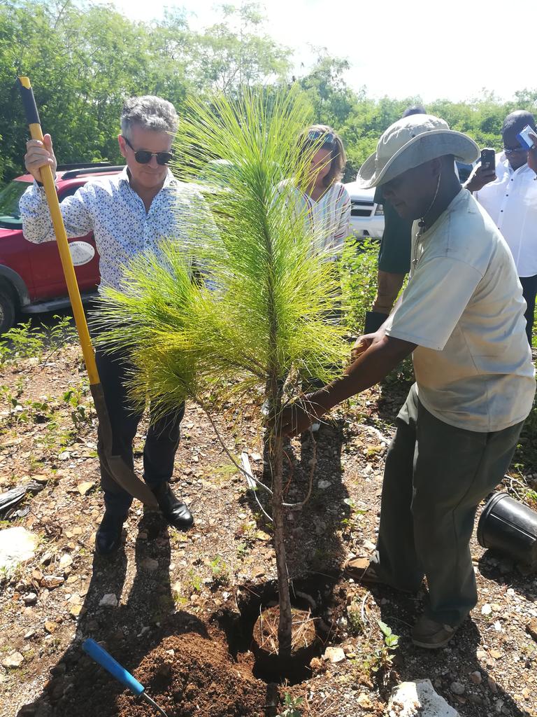 Flash and HE Governor Dakin planting 158th Caicos pine sapling in Seed Orchard 1 Oct 2019 @KewUKOTs <a href="/TCIG_Press/">TCIG Communications Directorate</a> #kewtci