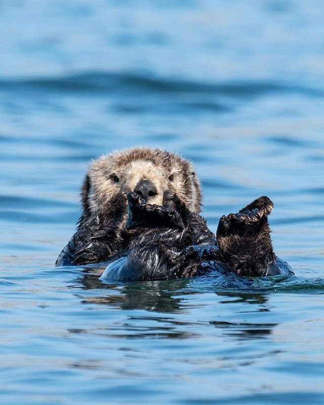 OHWAKE's tweet image. Hey #OceanHeroes, have you heard of #ProjectGreenChallenge?! It’s a 30 day eco-challenge happening NOW, with daily prizes and a chance to win a trip to #SanFrancisco! Sign up today: projectgreenchallenge.com

💪#PGC2019 @TurningGreenOrg

📸Justin Hofman @Sea_Legacy @ErinSchrode
