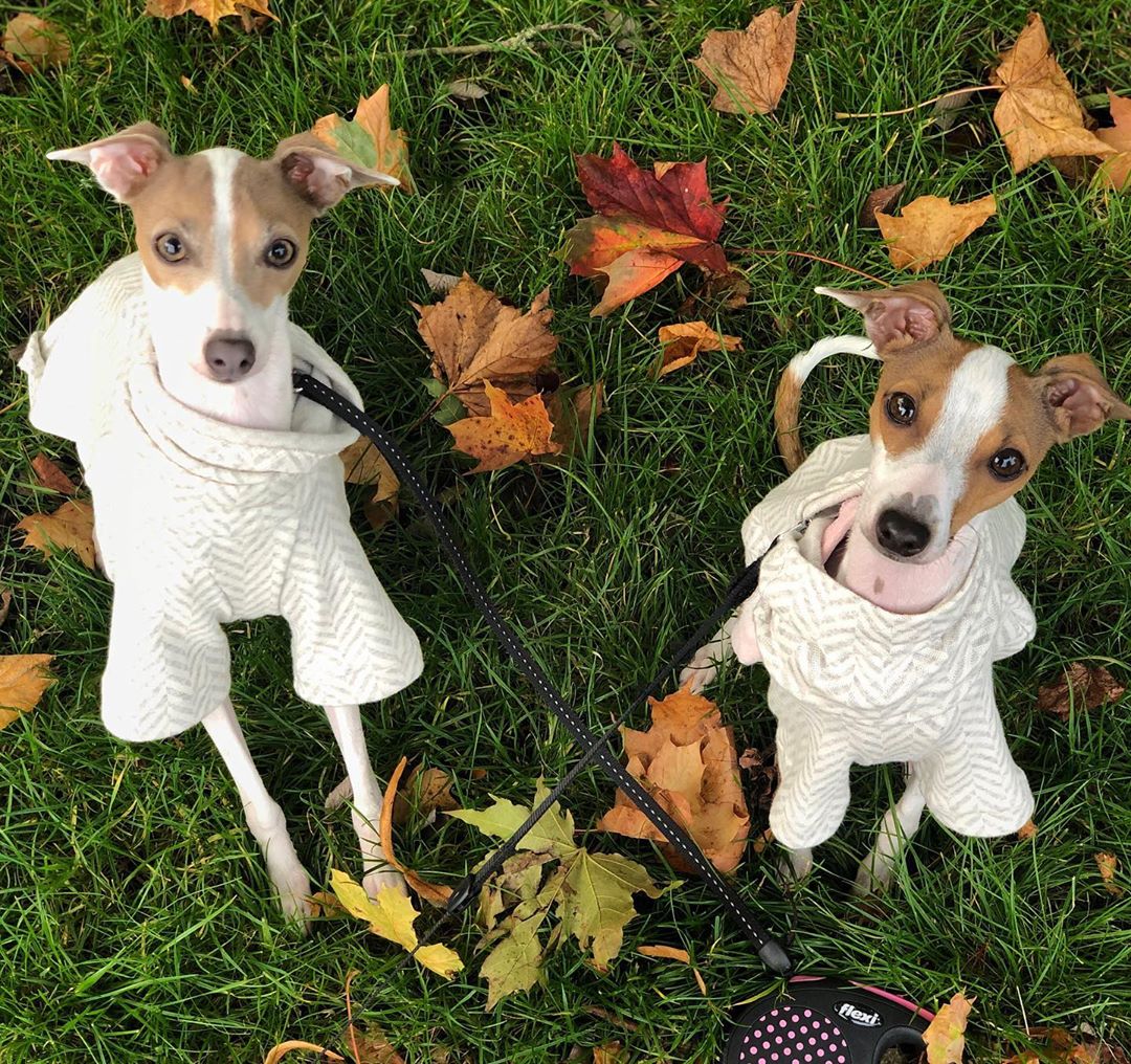 pet_monkey's tweet image. Happy 1st October from Biscuit &amp;amp; Cinnamon 🍁
Is anyone else excited for the Autumn weather? We can't wait to get wrapped up for wet and muddy dog walks 🐾

📸Twolittleiggys