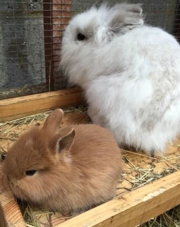 Mead Open Farm tweet media