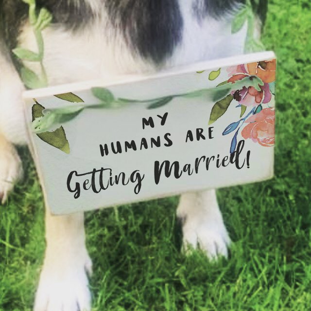 rochamazing's tweet image. Why should they miss out on the fun?! How adorable does Alvin look with this cute wedding sign! #dogs #DogsofTwittter #doglovers #dogwedding #dogweddingcollar #dogweddingsign #dogatyourwedding #weddingsigns #weddingcollar #chihuahua  #cornwallwedding #animalwedding