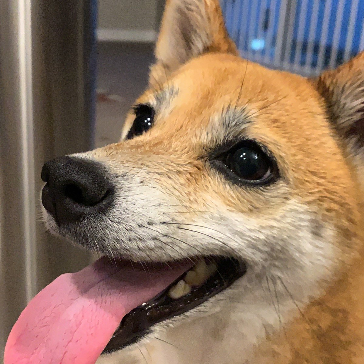 VoskCoin's tweet photo. It’s not just any Tails Tuesday, happy 4th birthday to the most incredible pup in the world.
Almost 2 years ago we were worried you wouldn’t make it to your third birthday, and you had just turned 2.
Now Tails is alive and healthier than ever 💪🏼 🐕 🦊
#dogewithit #doge #tails https://t.co/D4fqTXwRLI