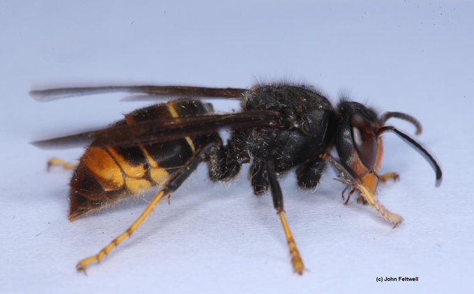 A fourth Asian Hornet sighting has been confirmed this year. Today (1 Oct) an Asian hornet was found near Christchurch in Dorset. Like the 3 earlier sightings it was spotted and reported by a member of the public #bees gov.uk/government/new…