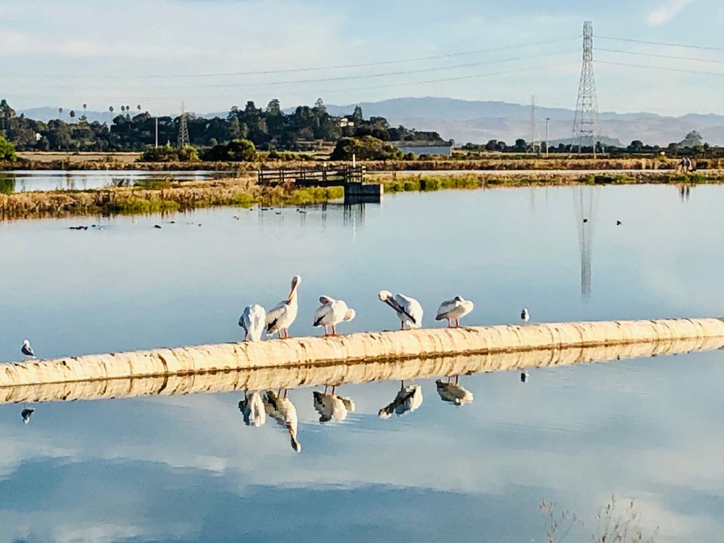 pamela__hello's tweet photo. I went on an early morning hike with my buddy Juno in Marin County. There was a lot of bird life today! What are you doing to get your weekly motivation going? ⁠ https://t.co/l3JzRVi47h