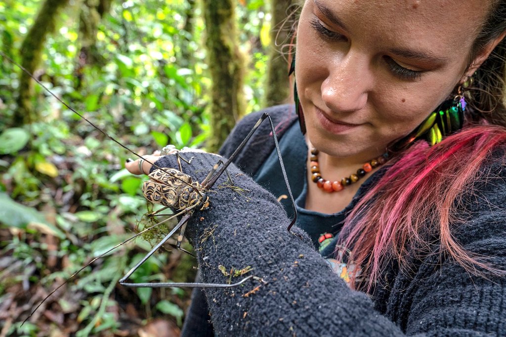 SciBugs's tweet photo. Thanks to @naskrecki for these pictures of me and this Harlequin Beetle (Acrocinus longimanus) at #BugShot2019.
Harlequin beetles in Ecuador I've found have more muted colors than beetles I've seen photos of in other places.
#facebug #mindo #ecuador https://t.co/njWNMiCcbe
