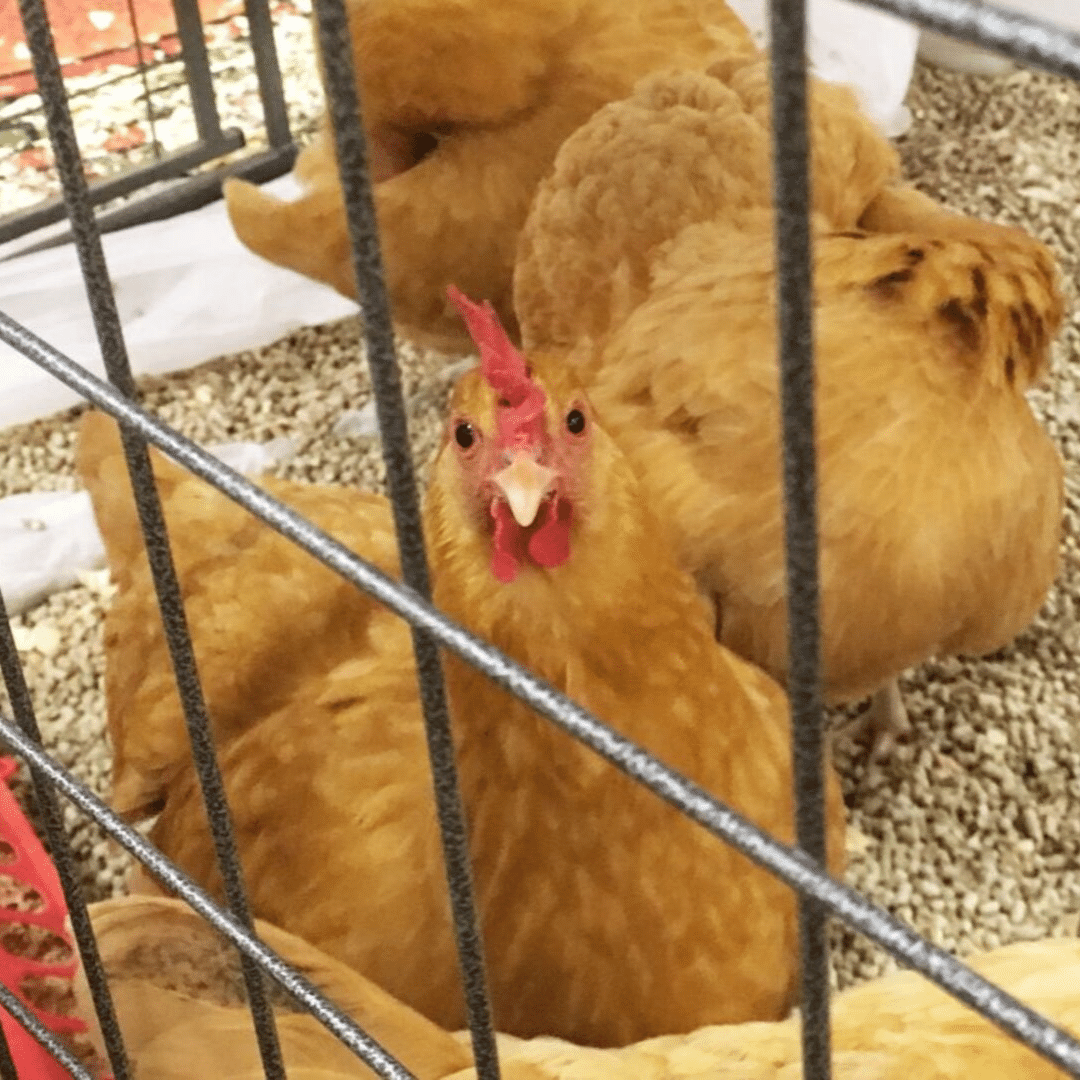 cchickens's tweet photo. To give you a taste of what the MOTHER EARTH NEWS FAIR looks like and what goes on, Community Chickens editor Carla Tilghman and author/presenter Frank Hyman teamed up to share a little slice of the latest Fair in Pennsylvania with you. https://t.co/Scv6CUd94J https://t.co/Le6irhVcQW