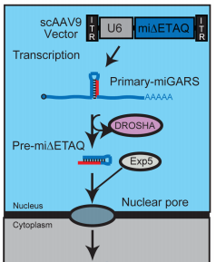 NIH_ORIP's tweet photo. Check out… ”Allele-specific RNA interference prevents neuropathy in Charcot-Marie-Tooth disease type 2D mouse models. ” (ORIP support through U54OD020351.) https://t.co/TTcr27pNS6 https://t.co/y0UyHP9alE