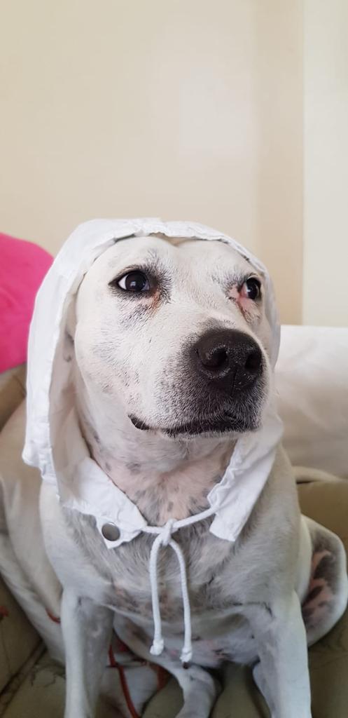 Penny_theDog1's tweet photo. When you look outside and it's raining and your coat doesn't have a hood so you improvise #RainyDay #NewClothes #resourceful #NotUpForThat #unimpressed #dogslife #dogsoftwitter #dogs #funnyanimals @DogsTrust #cuteanimals #walkies #ReadyToGo https://t.co/TSo96Wsp3z