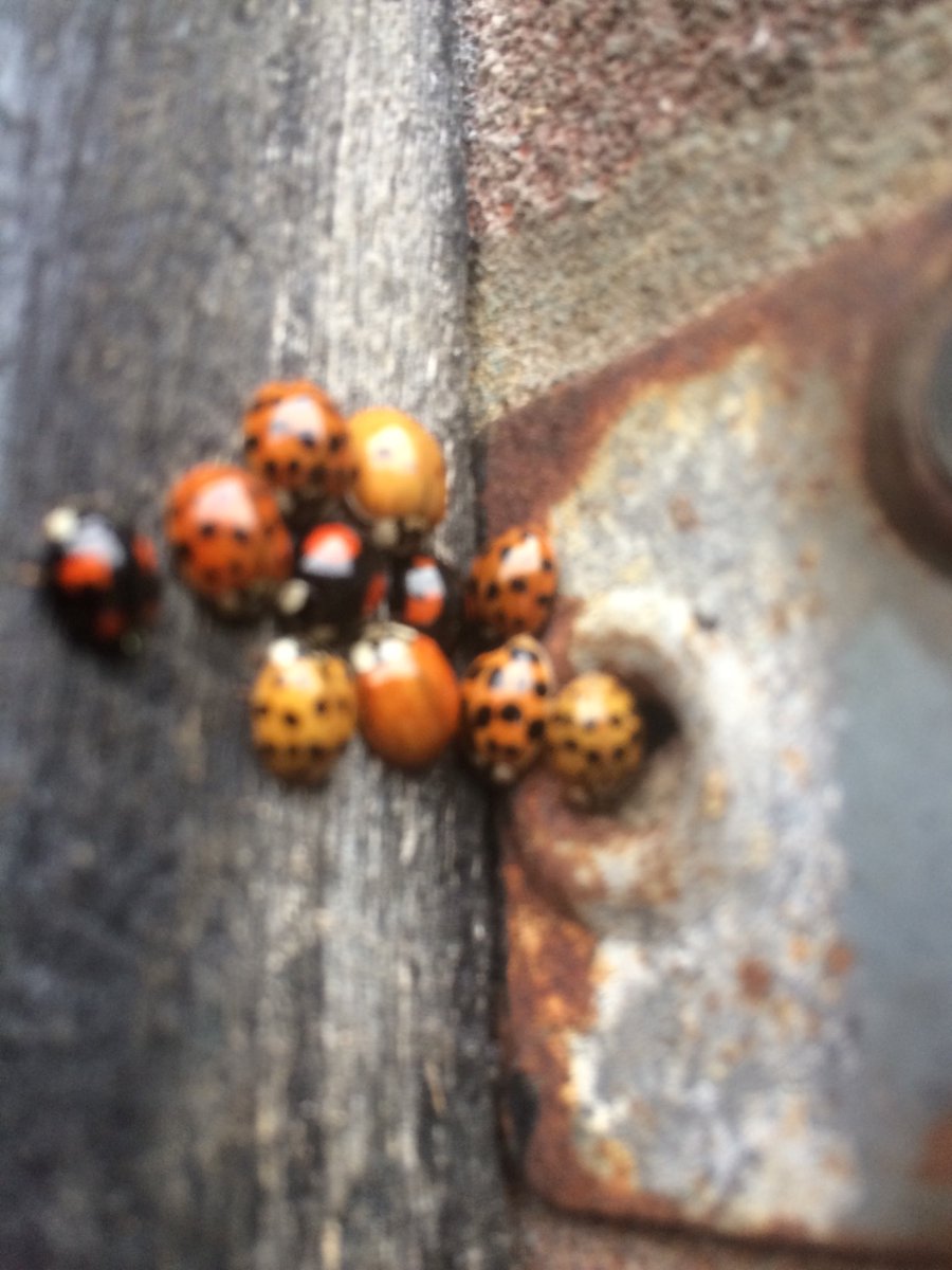 swotgurll's tweet image. Just Found a collection of #ladybirds of #differentcolours hiding under a  door latch