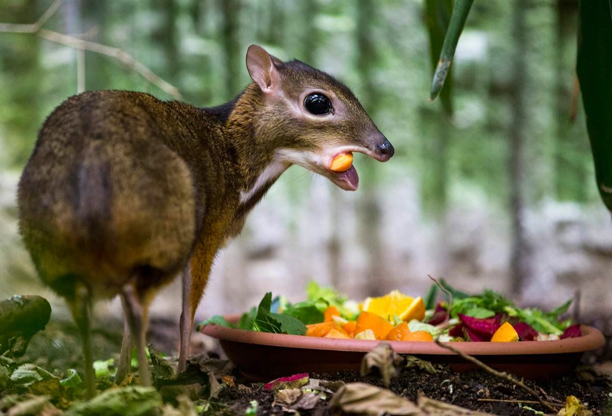 As with animal fables around the world, the creatures in kancil stories are meant to reflect human society. For example, several stories feature Sang Kancil eating meat or fish and even craving venison, despite the fact that real mousedeer eat plants almost exclusively