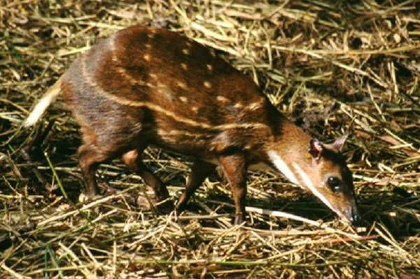 Mousedeer are mostly found in South and Southeast Asia. The largest species, the water chevrotain, comes from Africa and is never called mousedeer. The word chevrotain itself is of French origin, apparently meaning little goat