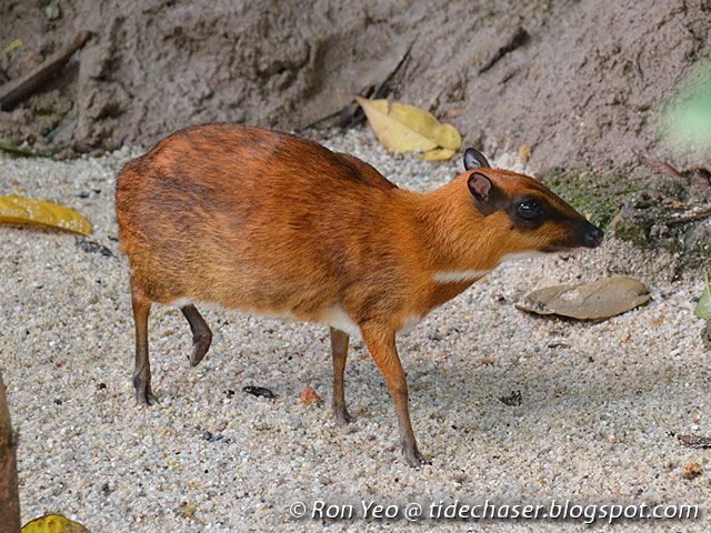 But the mousedeer is primarily an Asian animal, found everywhere from Pakistan to southern China. The generic Malay word for mousedeer is pelanduk. The greater mousedeer is called napuh and measures 30cm. The kancil or lesser mousedeer measures only 20cm and weighs half as much