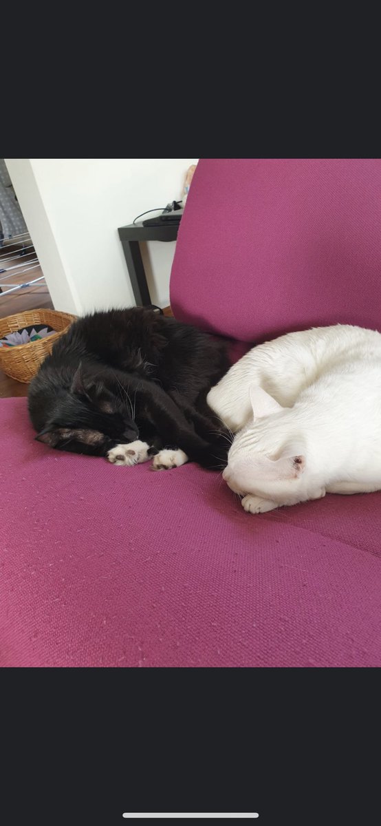 TabukPaws - جمعية عطف tweet media