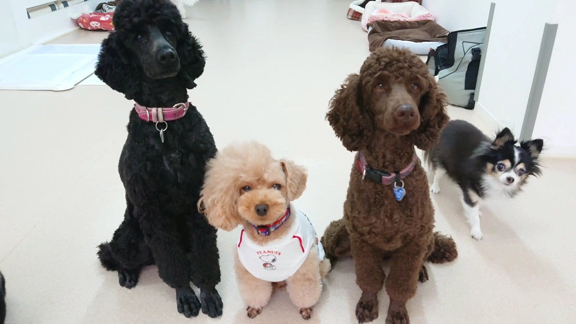 犬のひみつきち ミディアムプードルに挟まれるトイプードル めるくん へへっ 大きいけど優しいミディアムプードル姉妹だぜ Youtubeで様子を確認 T Co Syomkbvuhc 犬のひみつきち 犬の保育園 犬 トイプードル ミディアム 犬のひみつきち ミディアムプードルに挟まれるトイプードル めるくん へへっ 大きいけど優しいミディアムプードル姉妹だぜ Youtubeで様子を確認 T Co Syomkbvuhc 犬のひみつきち 犬の保育園 犬 トイプードル ミディアム