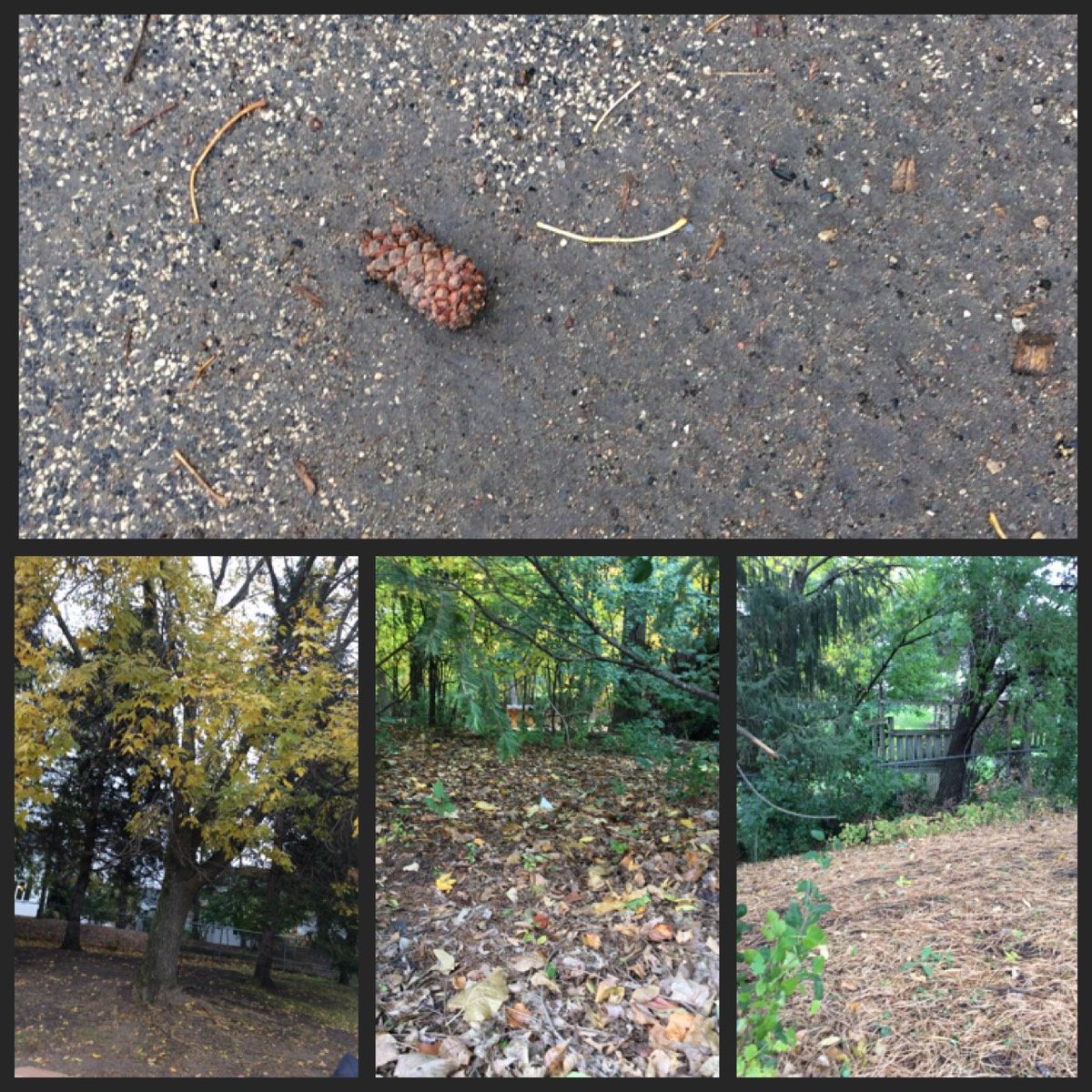 Day 16 #WalkingCurriculum: Nature Photo Walk
Simple Assignment: Take Photos of Nature.  
Send me your favorite photo.  Why was it your favorite?
Student: 'There are so many interesting things to take pictures of!'
#AttentionToDetail 
#DifferentPerspectives
#IEE #GetOutside