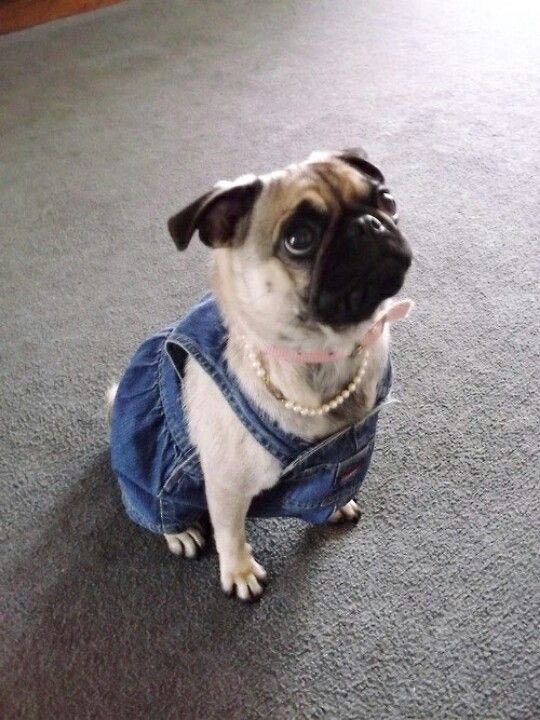 caseyc0w's tweet photo. pugs in overalls mood board https://t.co/yyxvVwa1Ng