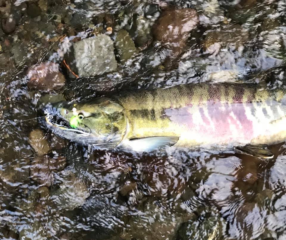 bestfishingbead's tweet photo. Chumzilla Loves Stone Cold Beads too. This one chomped our Mottled Orange beads. 

https://t.co/cN1SGtvWox

#SCB #StoneColdBeads #FishingBeads #SalmonBeads #KillerSalmonLures https://t.co/GTa8cHDb5V