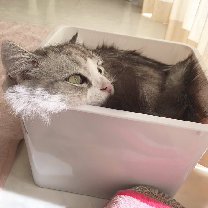 猫は液体のtwitterイラスト検索結果 猫は液体のtwitterイラスト検索結果