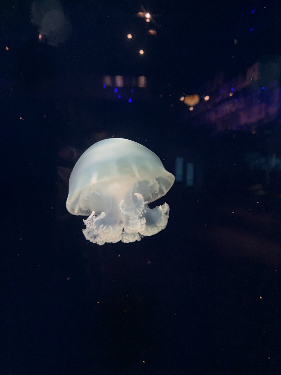 sd36msjames's tweet photo. Thank you @oceanwise for the wonderful time at the Vancouver Aquarium today and the engaging and hands on wet lab experience. We had a lot of fun learning today! #supportoceanlearning https://t.co/Hfcea8Lbm4