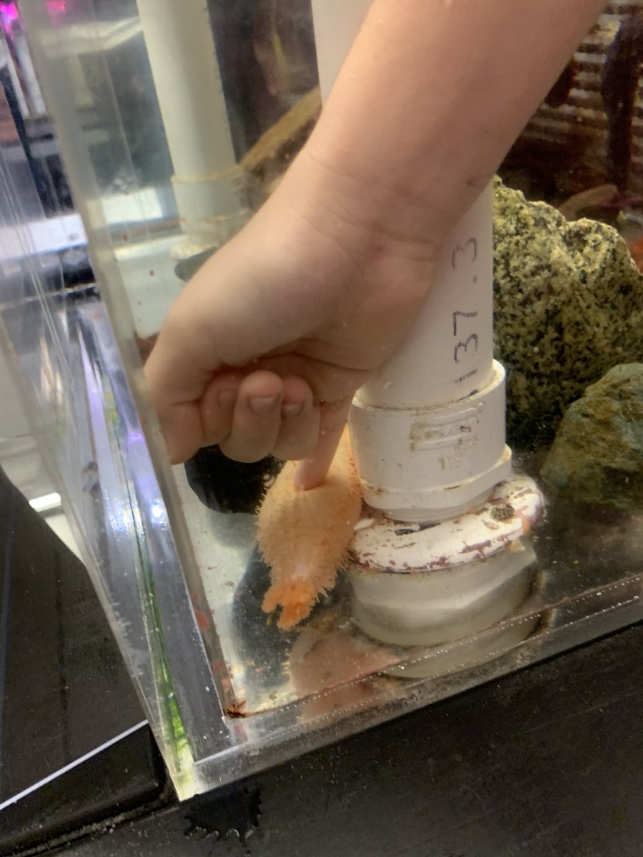 sd36msjames's tweet photo. Thank you @oceanwise for the wonderful time at the Vancouver Aquarium today and the engaging and hands on wet lab experience. We had a lot of fun learning today! #supportoceanlearning https://t.co/Hfcea8Lbm4