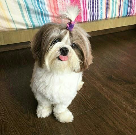 Salilacharya tweet media