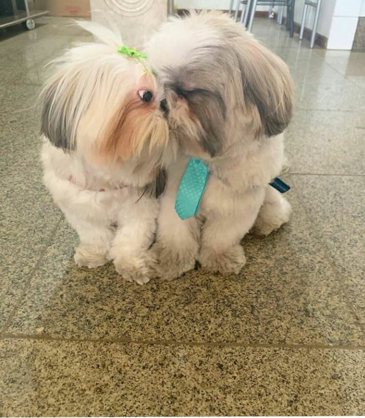 Salilacharya tweet media