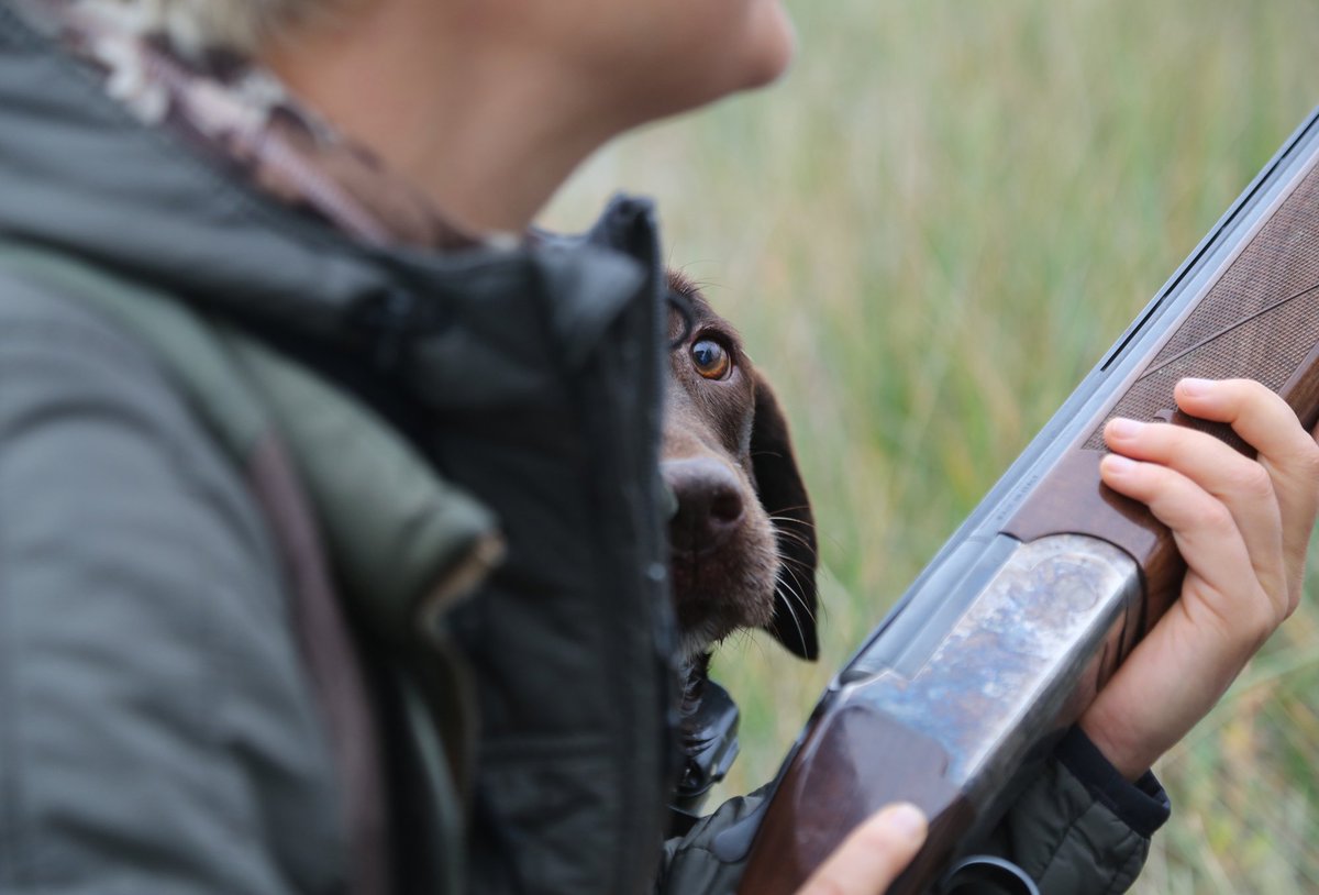 adndotcom's tweet photo. Christine Cunningham: Your hunting dog might be a pointer or a flusher — or it might be both https://t.co/4tBFhQD8M3 https://t.co/g1I9cPyl3T