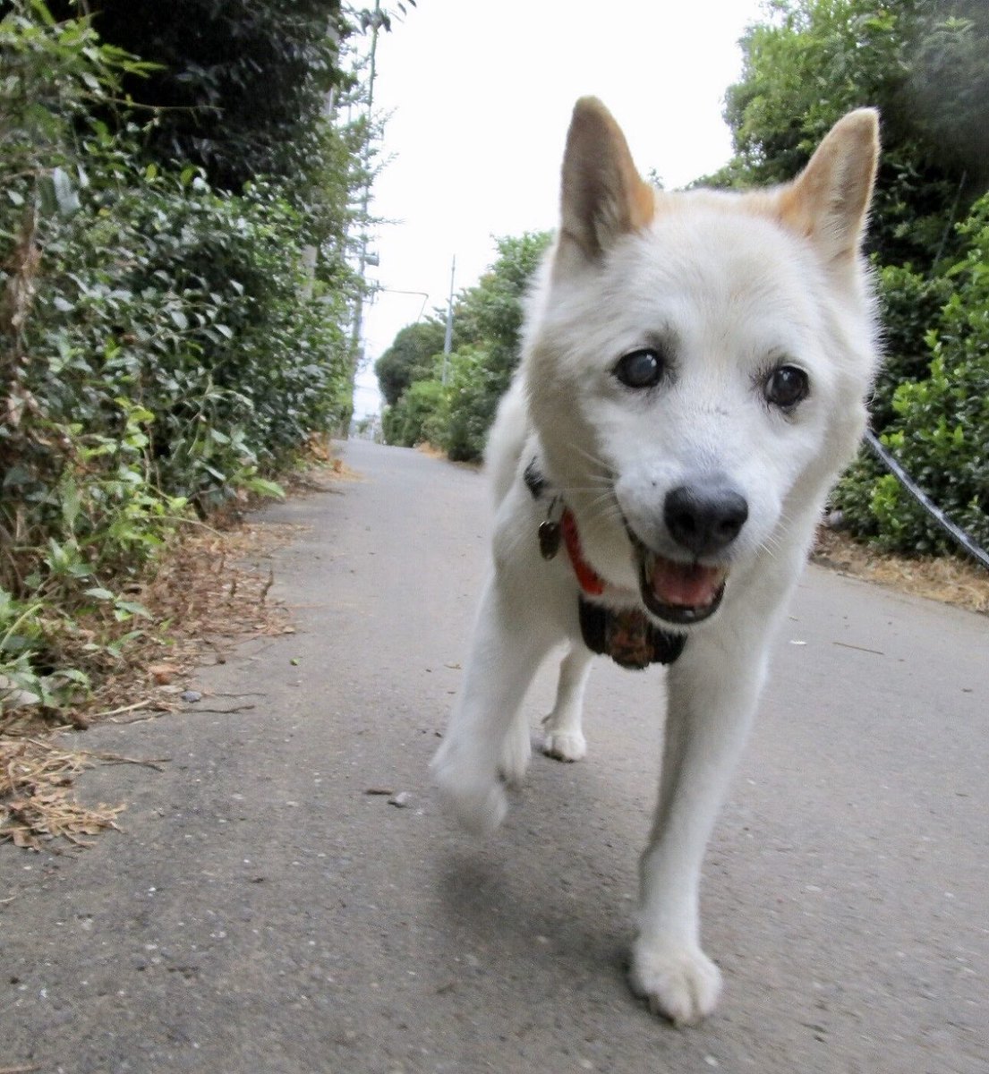東雲 鈴音 On Twitter 犬 歩きながらちょくちょく私を見て何か話しかけてくれてるようなんだけど 超音波で私には分からないので その都度 そうだねぇ 可愛いねぇ いい子だねぇ などと答えていた