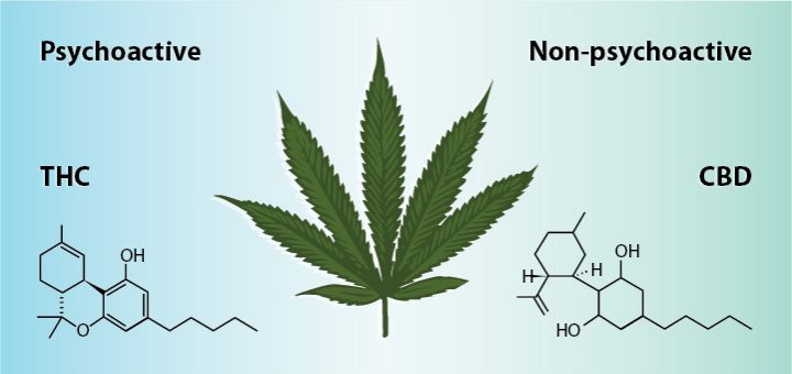 Cloudious9Crew's tweet photo. THC and CBD are different compounds that are found in marijuana.

THC vs. CBD: What's The Difference?

https://t.co/kZoeBDAbWM https://t.co/FwXHa5buu3
