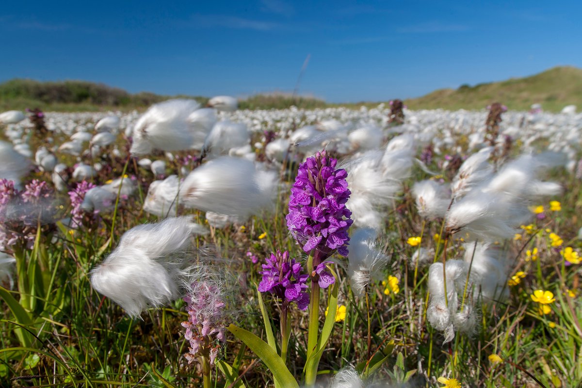 Komend weekend WAD op tv!
Zaterdag 19 oktober om 17.15 uur: Achter de schermen bij natuurfilm WAD
Zondag 20 oktober om 20.25 uur: WAD, overleven op de grens van water en land.

Beiden bij <a href="/BNNVARA/">BNNVARA</a> op NPO 1.

#WADmooi #UNESCO #voordebuis