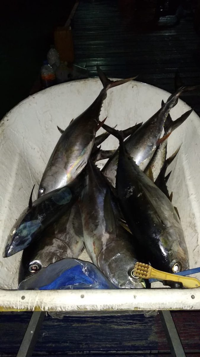 husendidi's tweet photo. Exciting moments right now on #Fulhadhoo #kanduroadhi kanneli is around!
Now itβs been 24hrs.......two days of fishing, lots of #valhomas and #Rihaakuru https://t.co/bKMF75VkVm