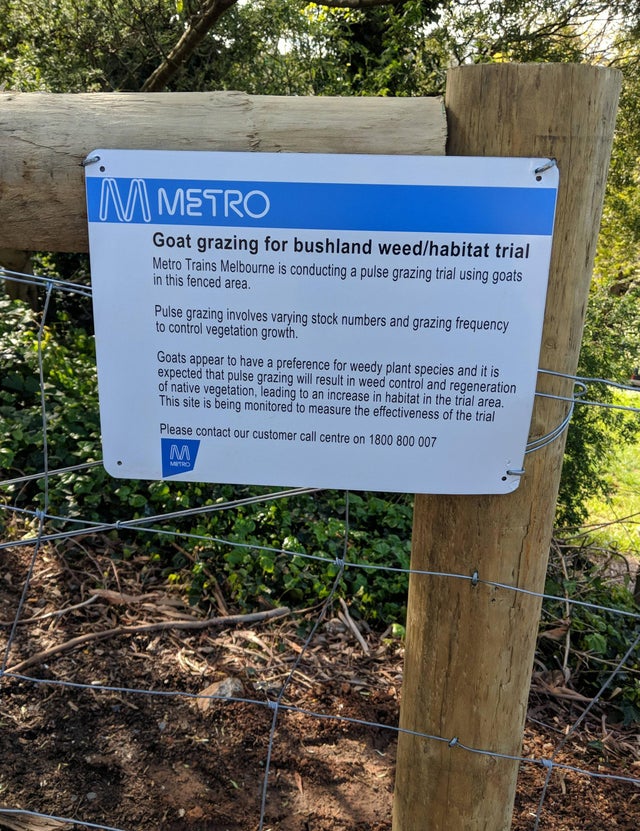 "Hey, we're gonna use goats for weed control!"

Nek minnet: "Buses will replace trains on the Belgrave line between UFG and Belgrave due to goats on rail lines." 

#MetroTrains #Goats