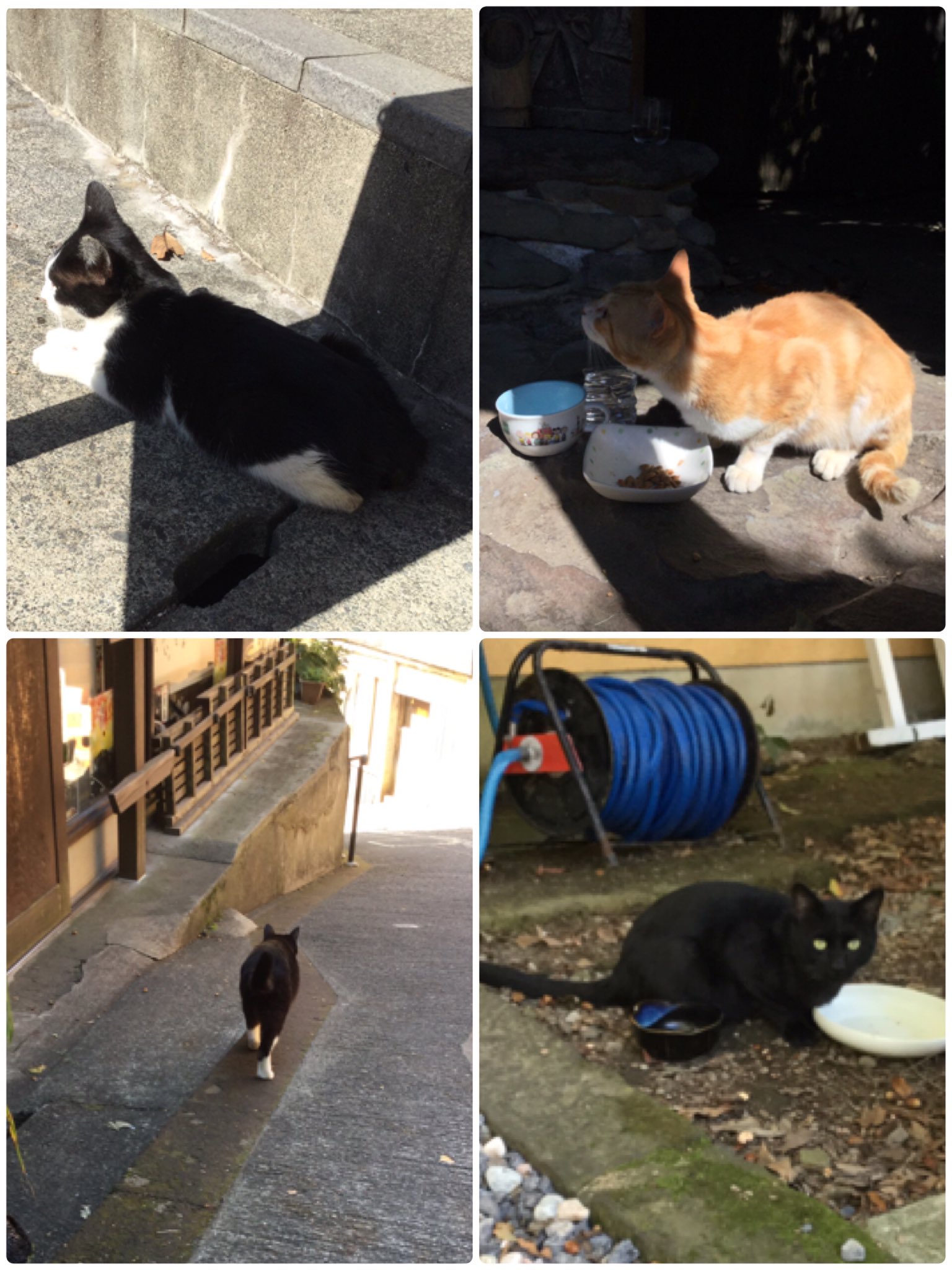 岩盤浴をする猫様 吸盤式キャットタワーで猫ちゃん空中散歩「JOYCATスカイトンネル