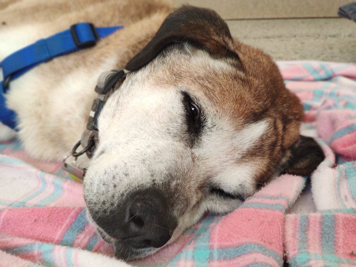 asociacion_anaa's tweet photo. 🆘 IGOR🆘😔CASA DE ACOGIDA O ADOPCIÓN URGENTE 🙏 Un yayito que necesita hogar!📌ESCRIBIDNOS: anaa@anaaweb.org
📣DIFUNDID Y COMPARTIR 👉New Post: https://t.co/fG6HykZsdk ➕IGOR en: https://t.co/4Uy9TjeTO1

#anaa #adoptauninvisible #adoptanocompres #salvadosvidas #adopta https://t.co/LIIqgA5A7P